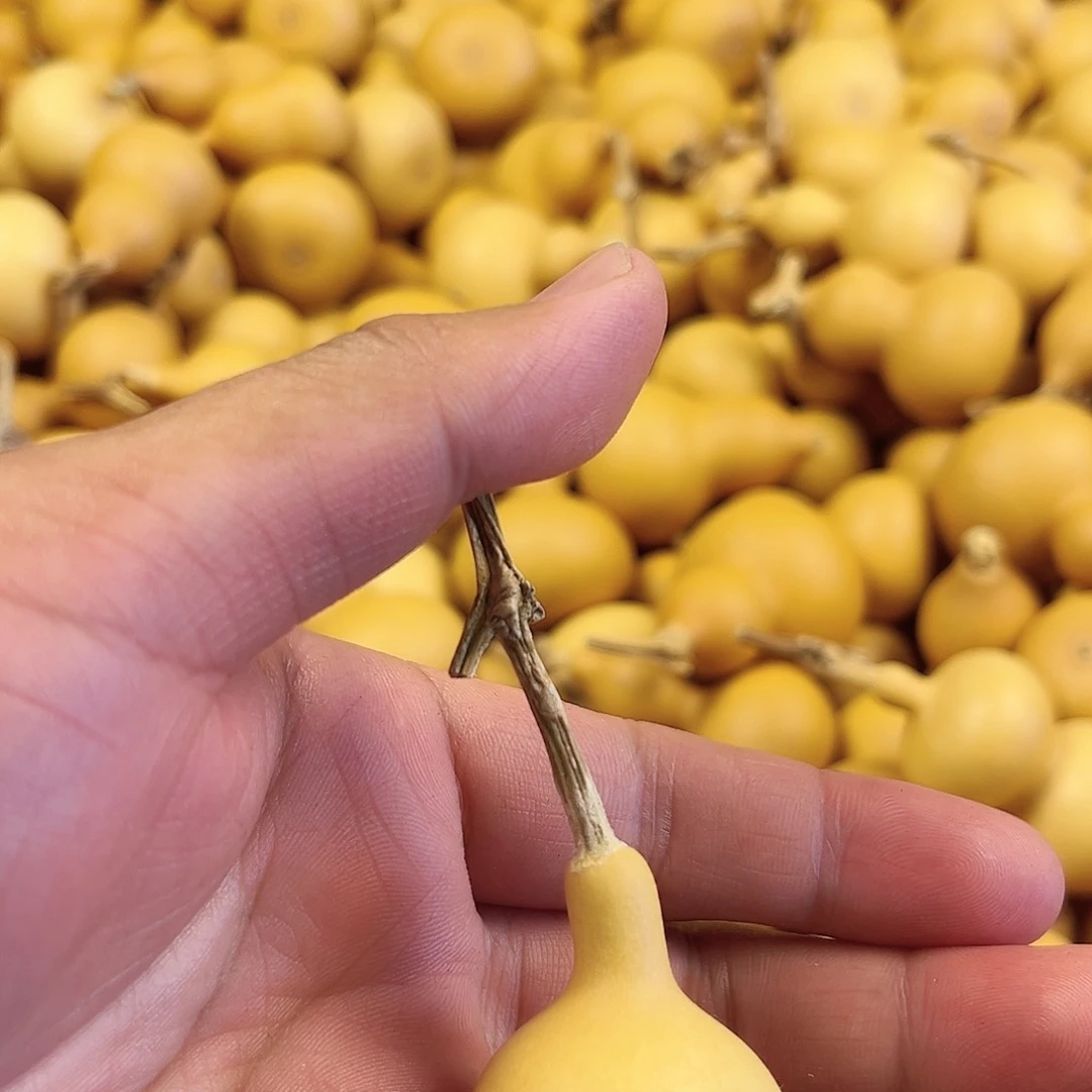 五葫芦葫芦葫芦葫芦200