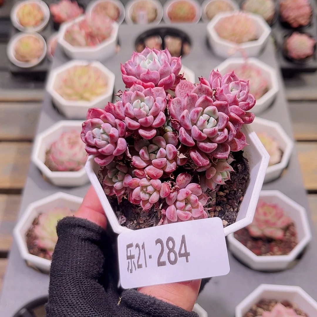 乐然21-284 阿曼尼群