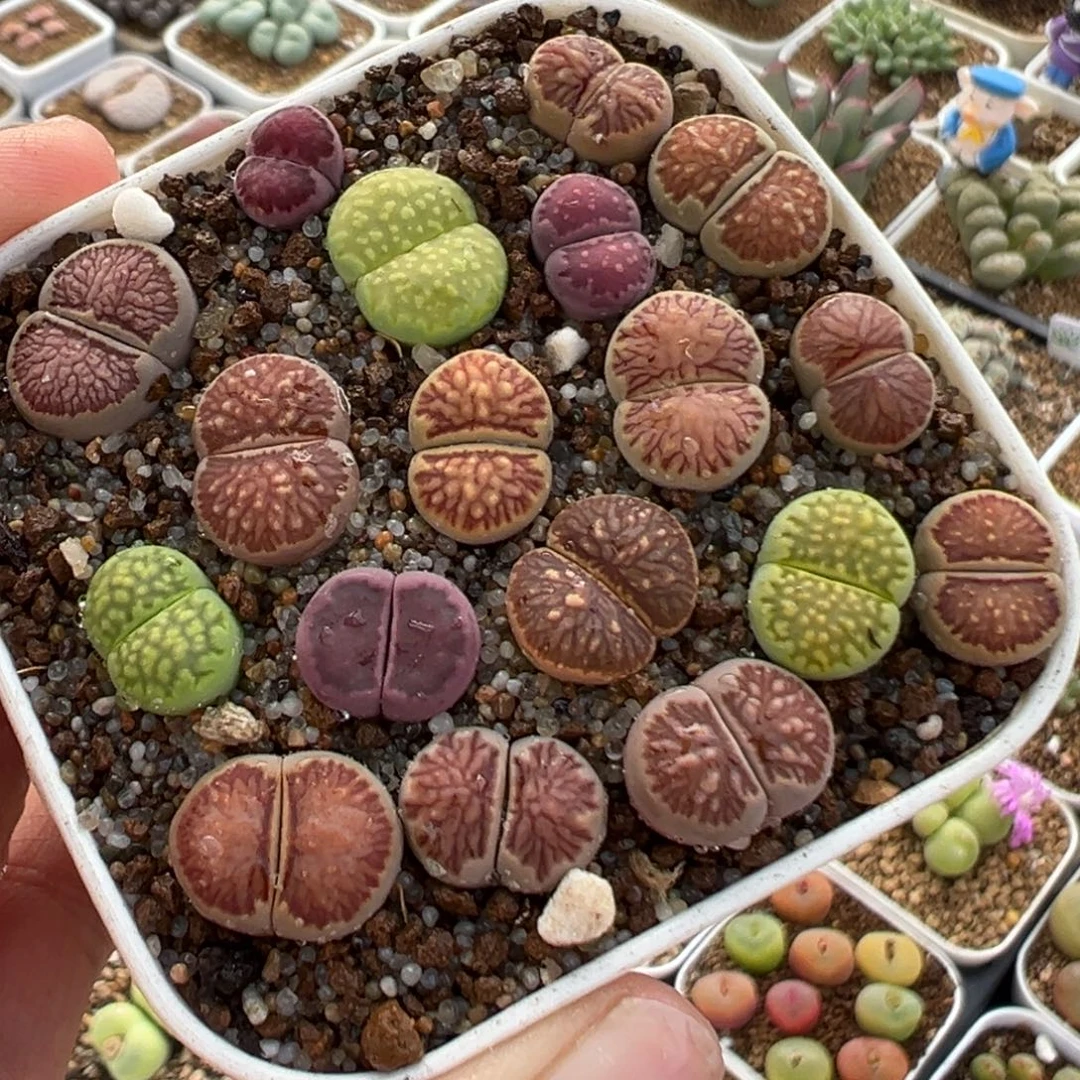 052多肉植物种类多样