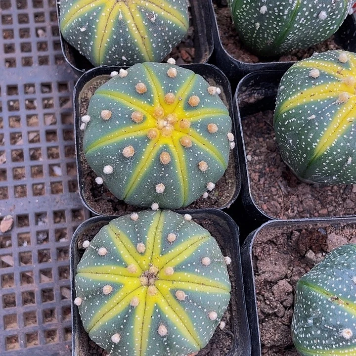 星兜锦带盆土发货