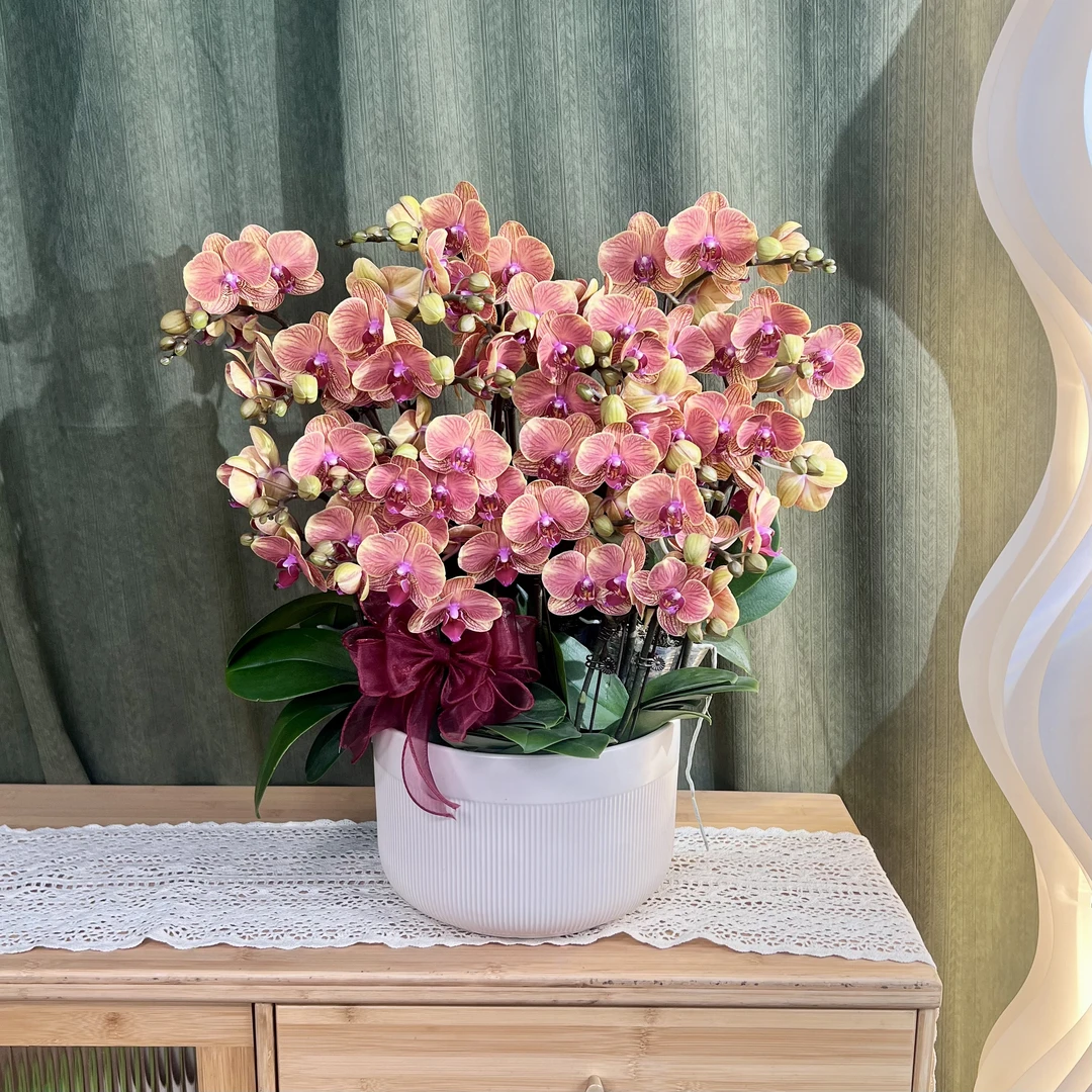 【大吉大利】蝴蝶兰 稀有色 橙色蜡质中花型 年宵花 好看耐养 送礼