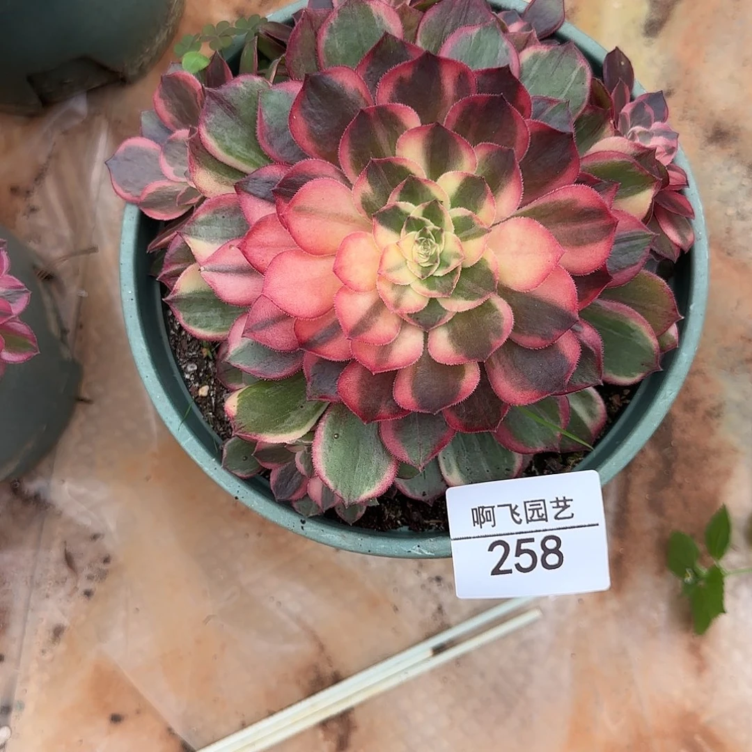 258多肉 红花郎福利法师