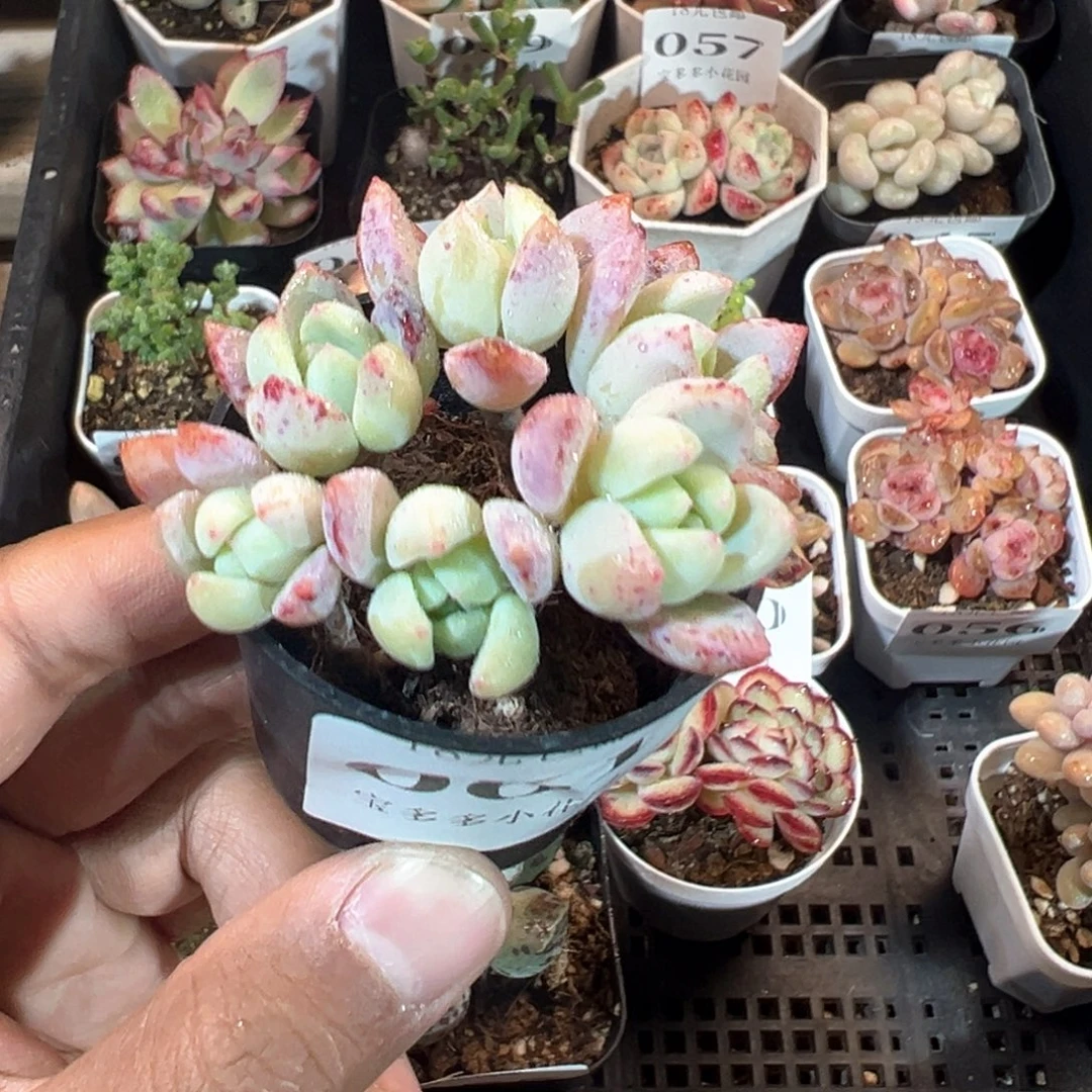 061号六头望舒群一物一拍满18包邮