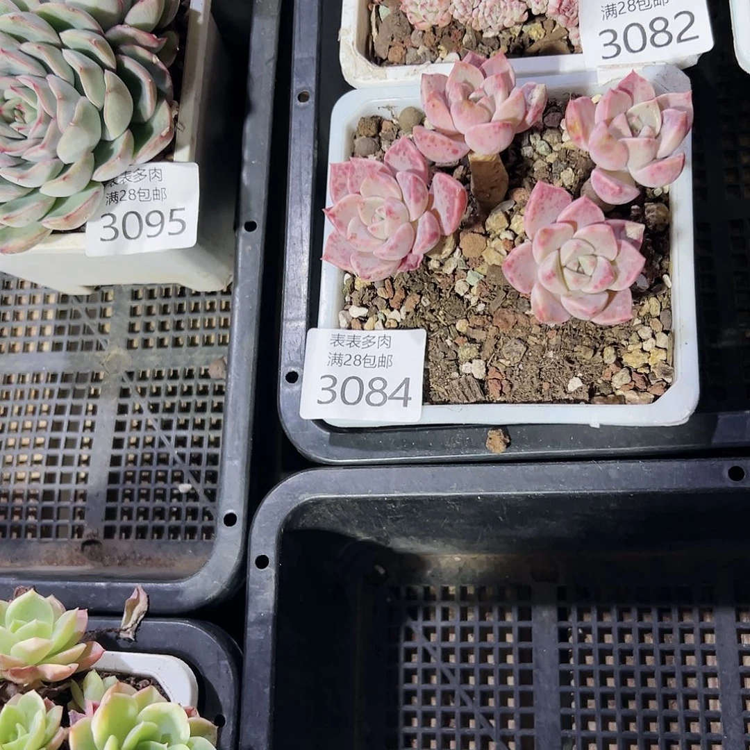 9号张*星我们的确是3084