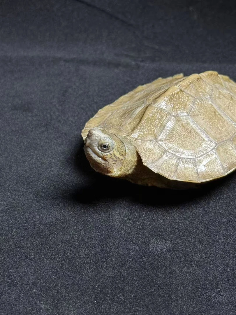 家养龟 亚巨龟苗 小亚巨龟 吃菜龟