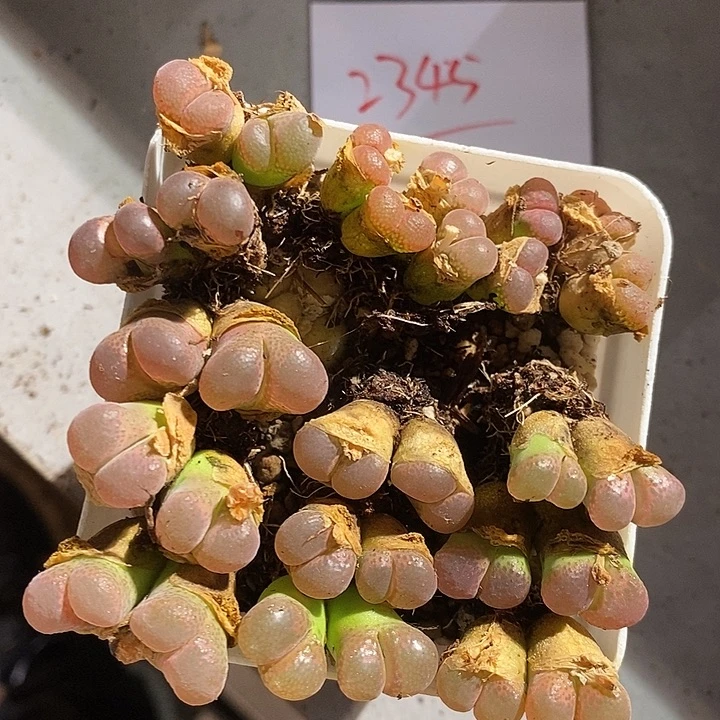 2345。    一组双头红风铃。