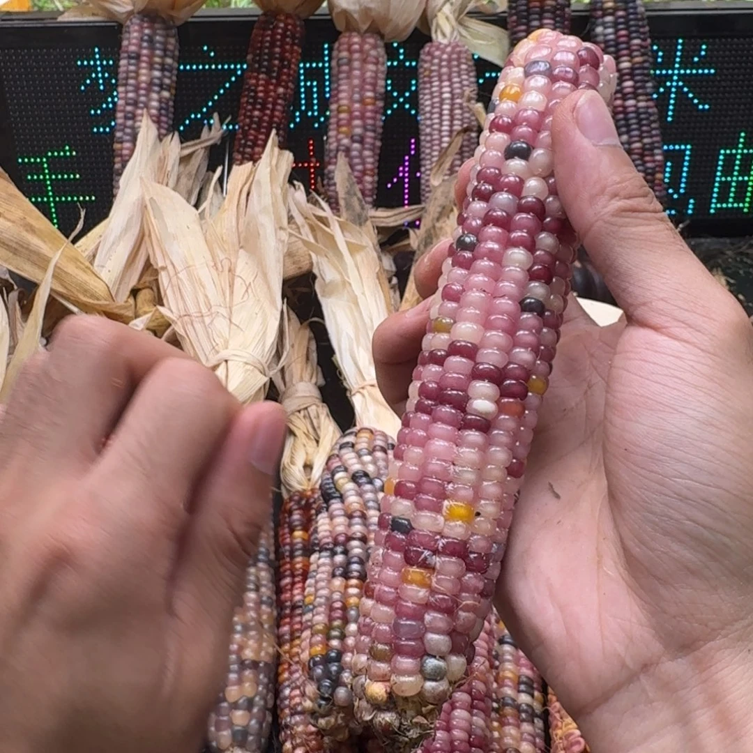 荼***白吊坠柏香籽/百香籽