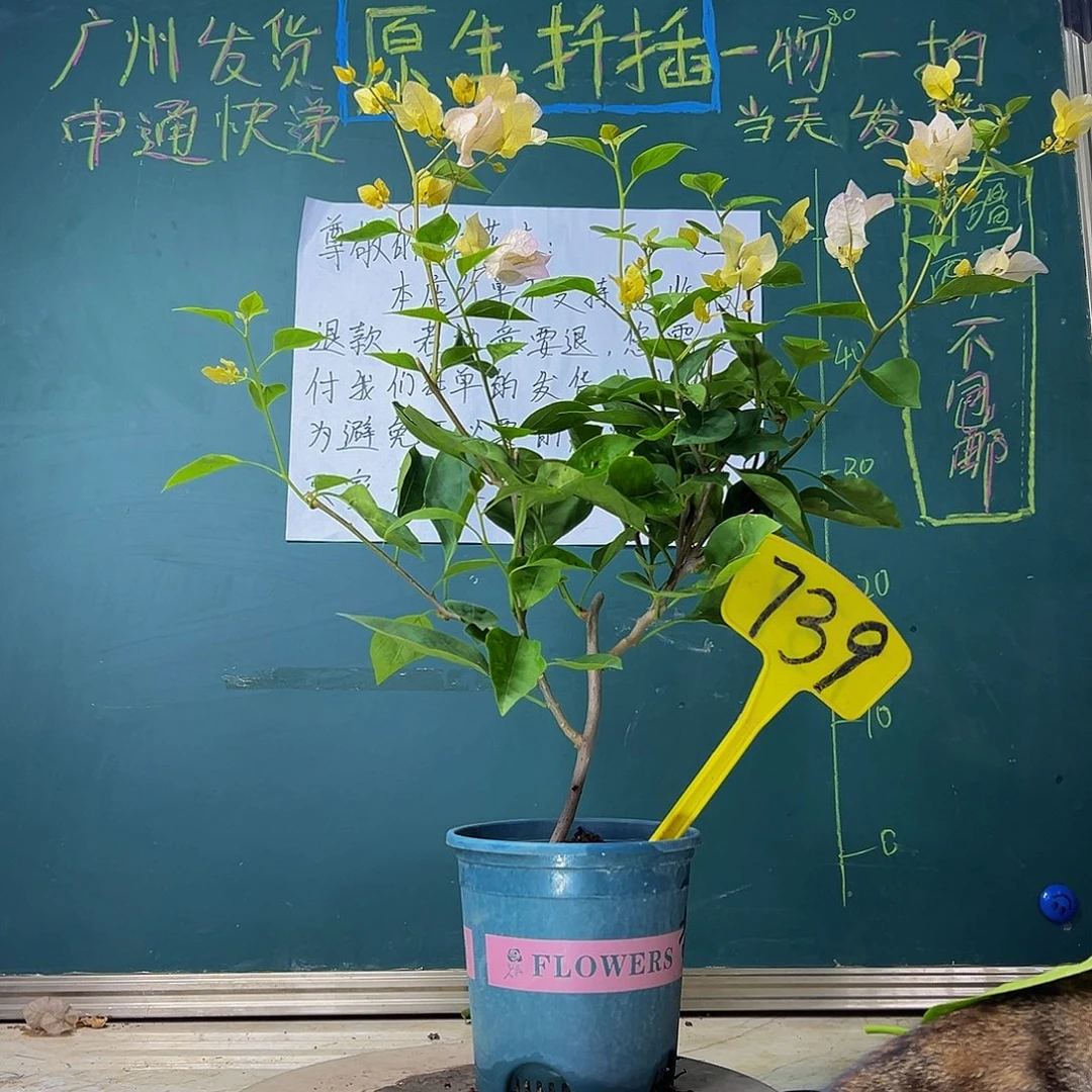 当前无花栽培后可以开花  黄玫瑰  739