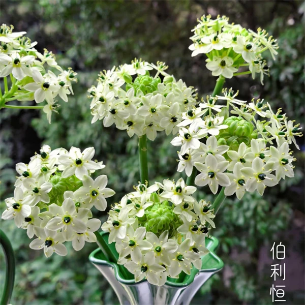 基地清货【三颗装】天鹅绒恒伯利恒之星种球虎眼万年青耐寒盆栽苗