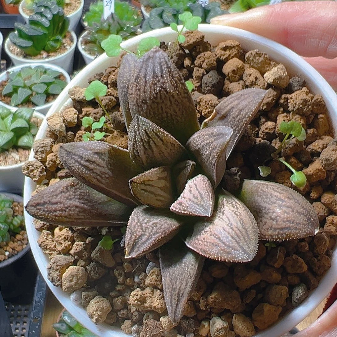 白蛇玉露多肉植物一颗
