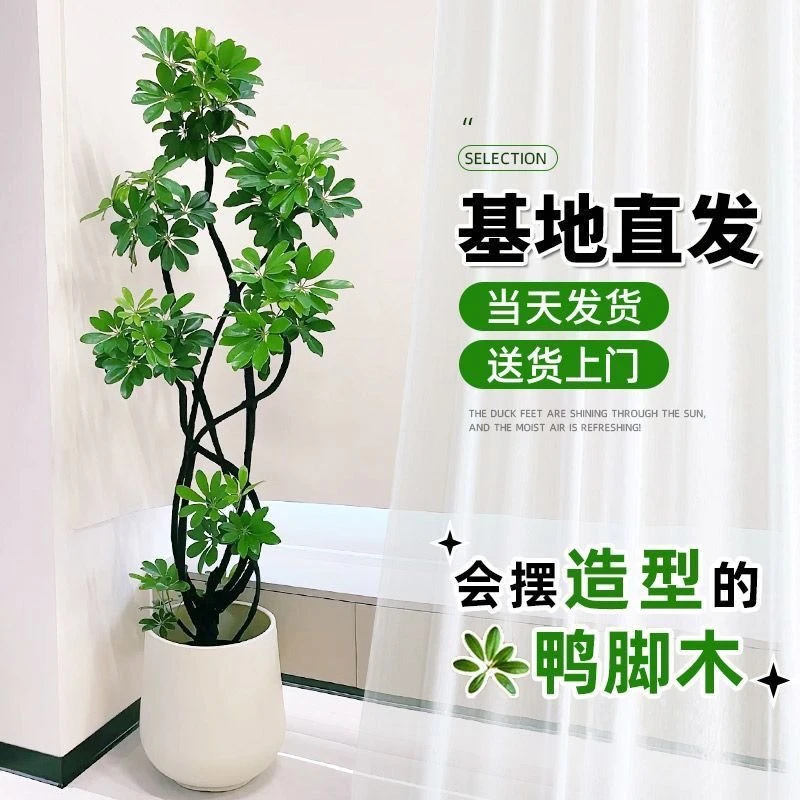 【一物一拍】造型高端绿植鸭脚木室内鸭掌木净化空气吸甲醛四季常青