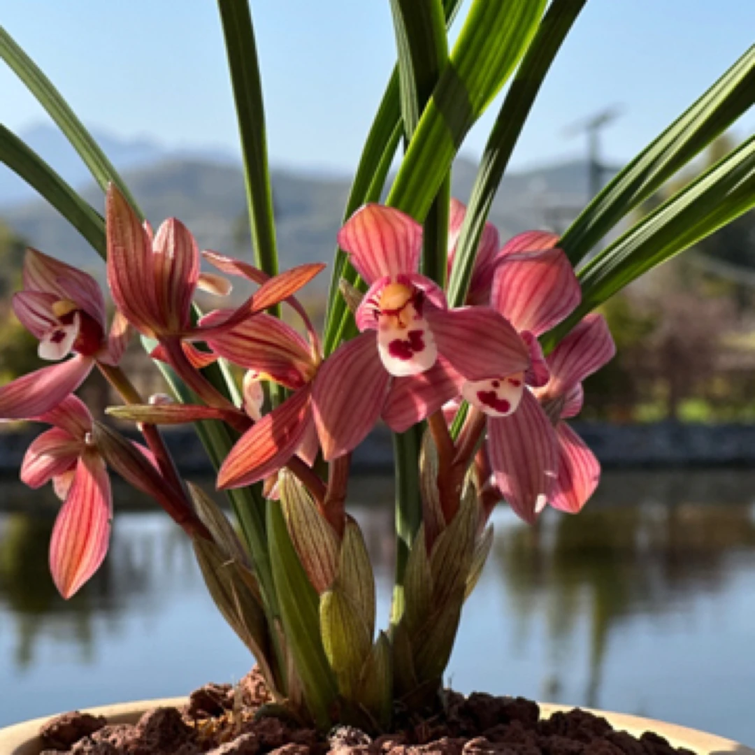 【春剑红玲珑】红花浓香型