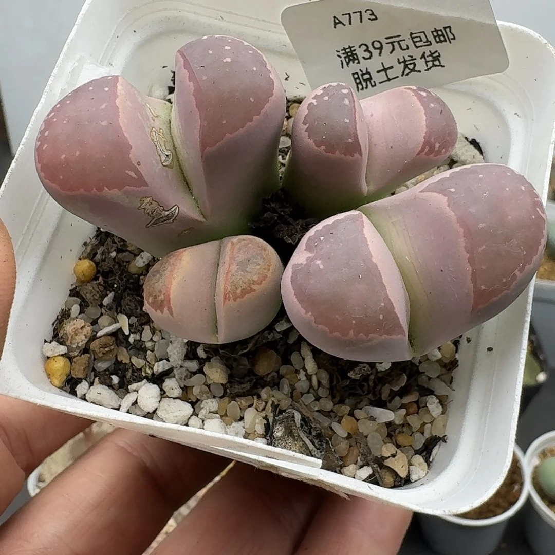 773多肉哈哈哈哈哈哈哈