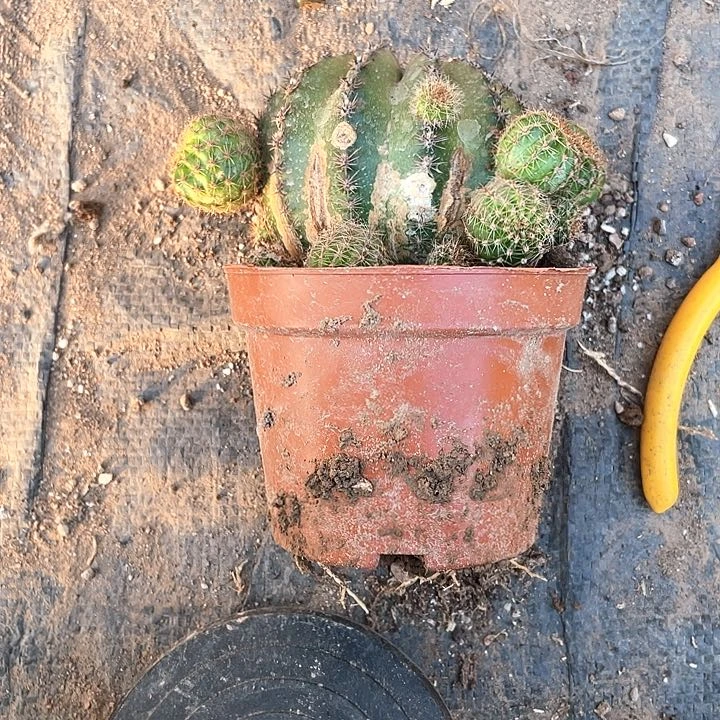 叶**秋实生彩草1颗满18包邮