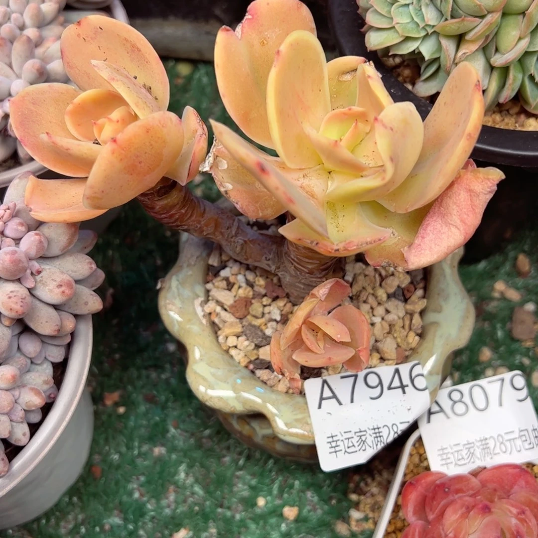 用****4幸运的是我的朋友们一起