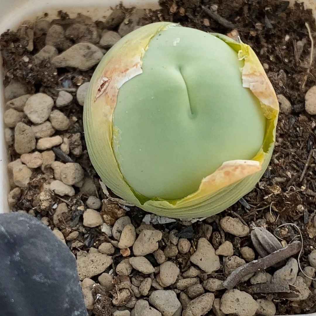 趴*熊桃喜花园0622-20鸽子蛋