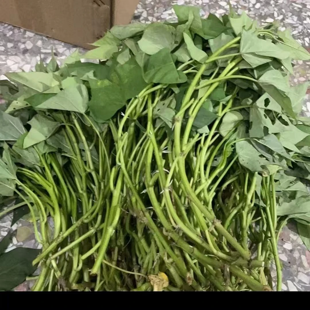 【烟薯】红薯苗大田高剪苗