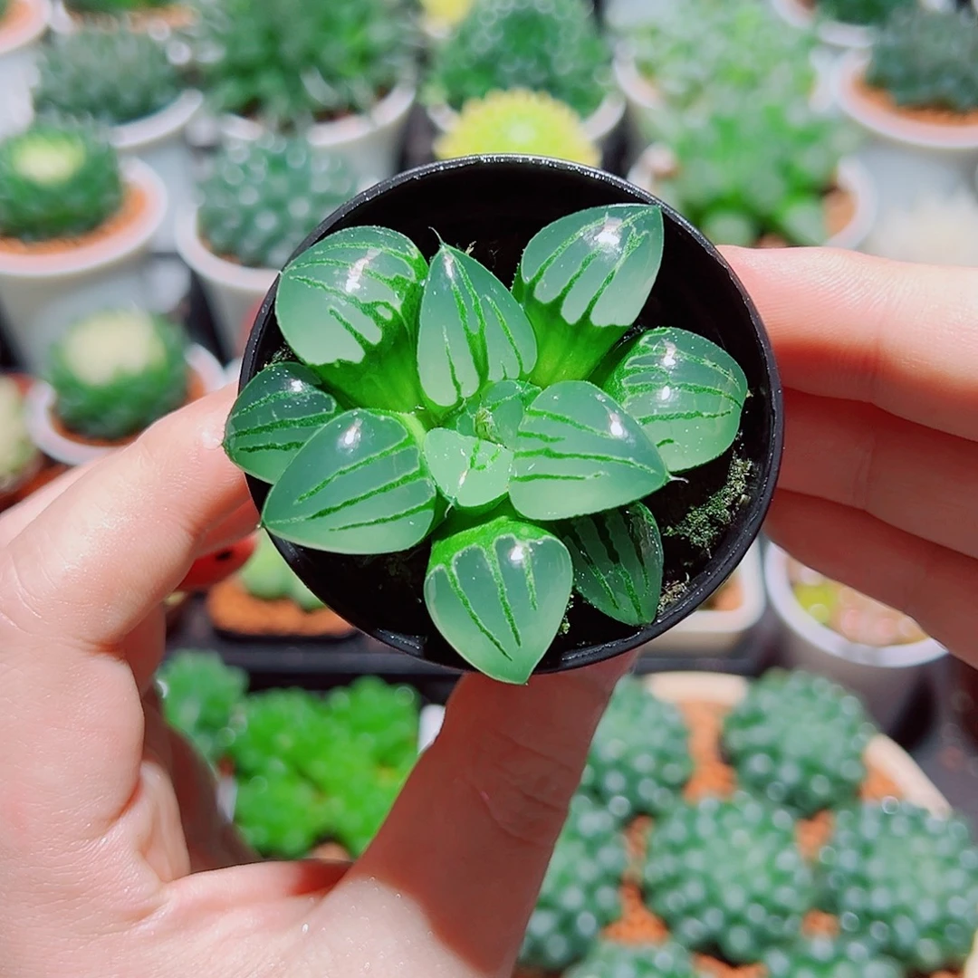 翠虎克多肉多肉多肉