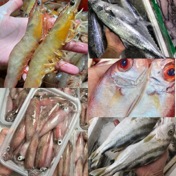 H广东汕尾本港海捕杂鱼套餐链接