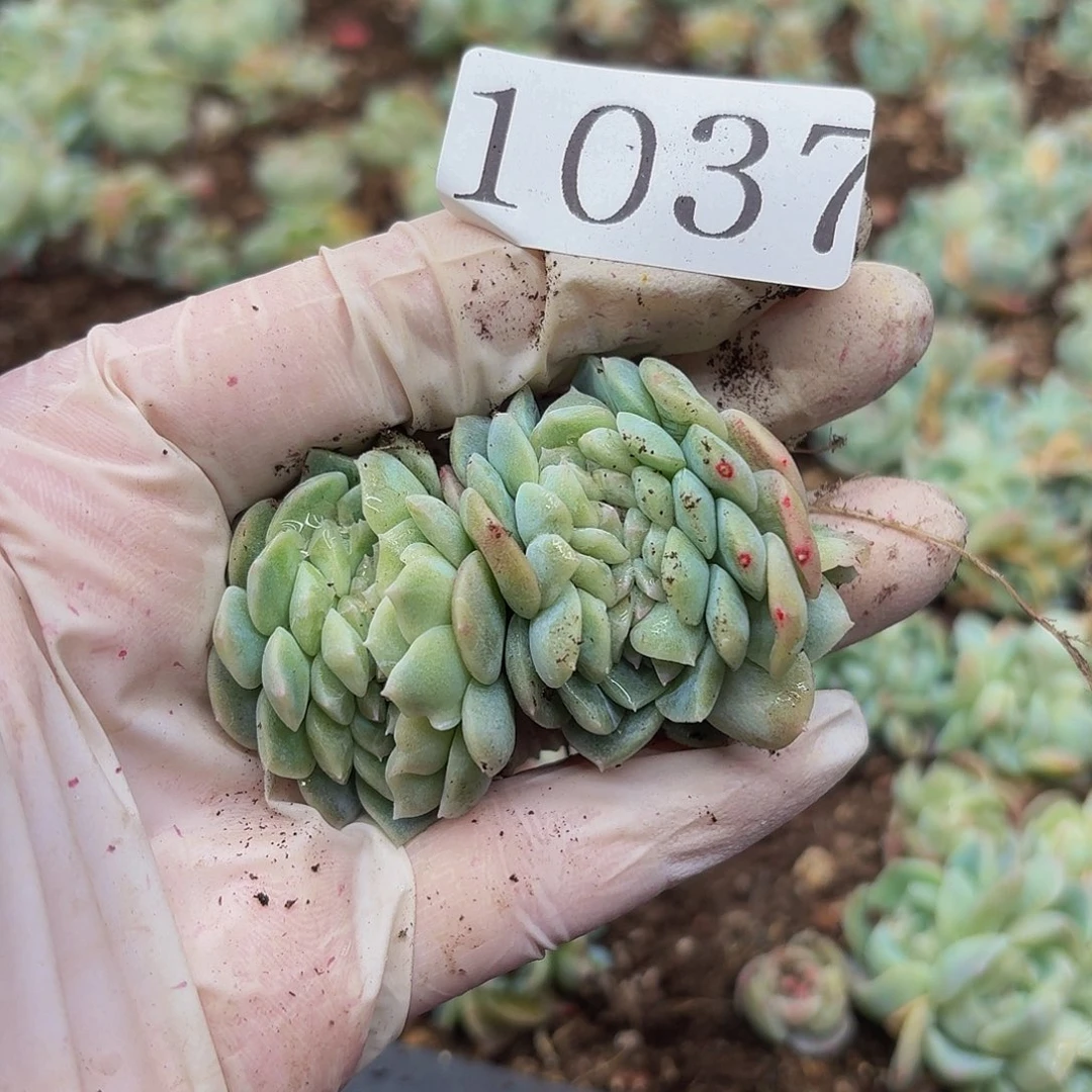 博***?多肉植物多肉植物1037