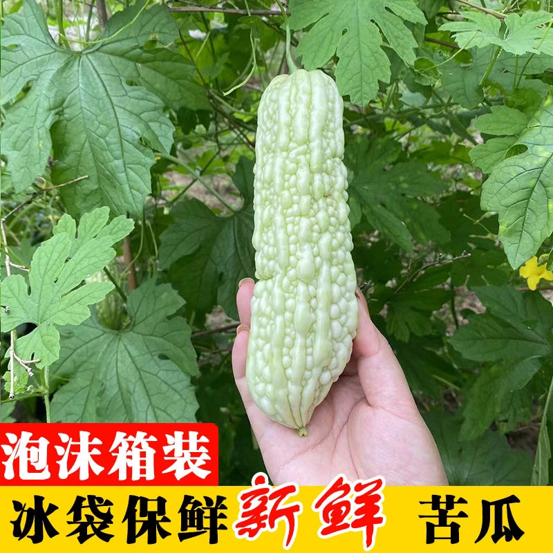 湖南老品种苦瓜新鲜白玉苦瓜白凉瓜农家自种现摘脆嫩当季营养蔬菜