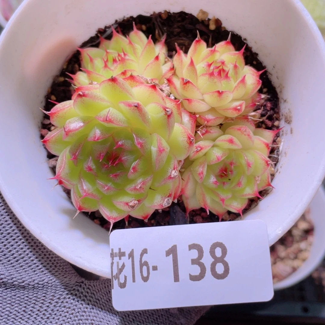 花利美16-138海王