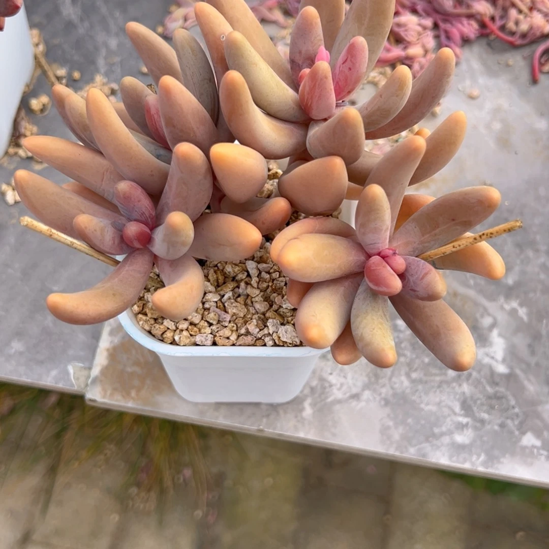 迷***迷红手指多肉一物一拍