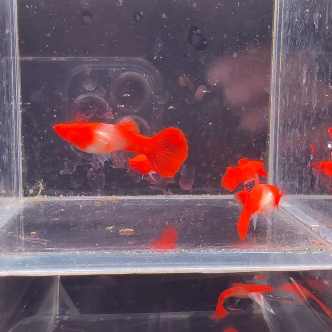 孔雀鱼鸿运当头双份水2对