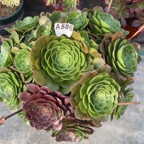 586万圣夜35厘米左右