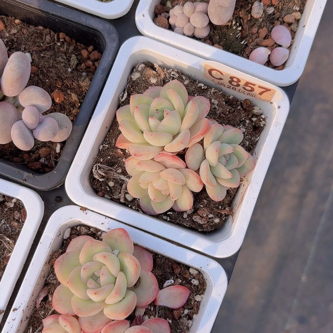 C857泡芙一物语拍