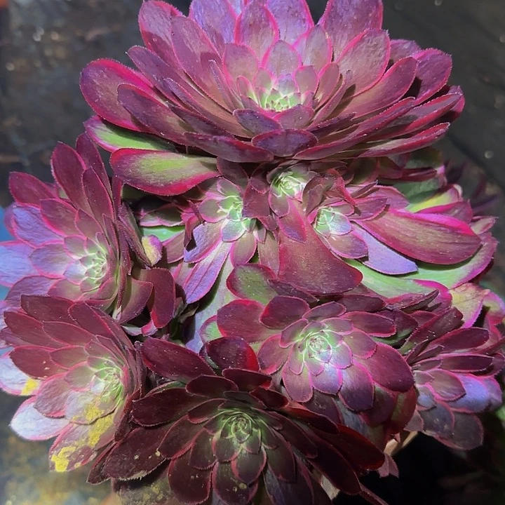 新品粉花妖捧花亏本福利