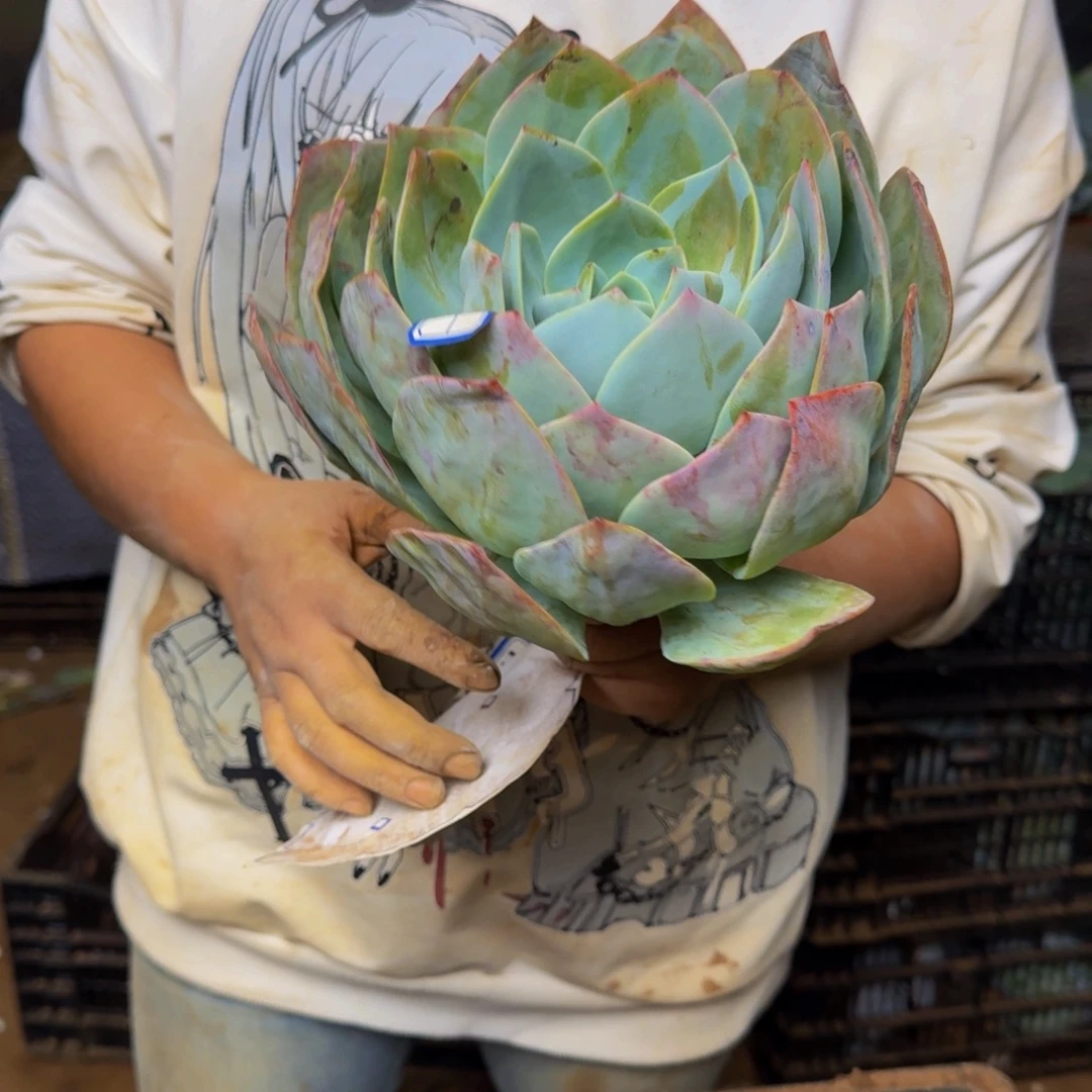 朵***朵血凤 一颗 不包损64号