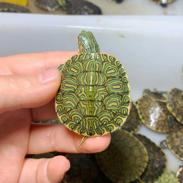 巴西彩龟不分公母4.3格兰德杂大河