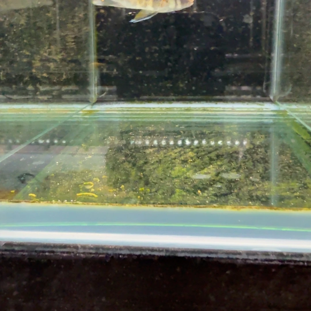 慈鲷357果酱猫。