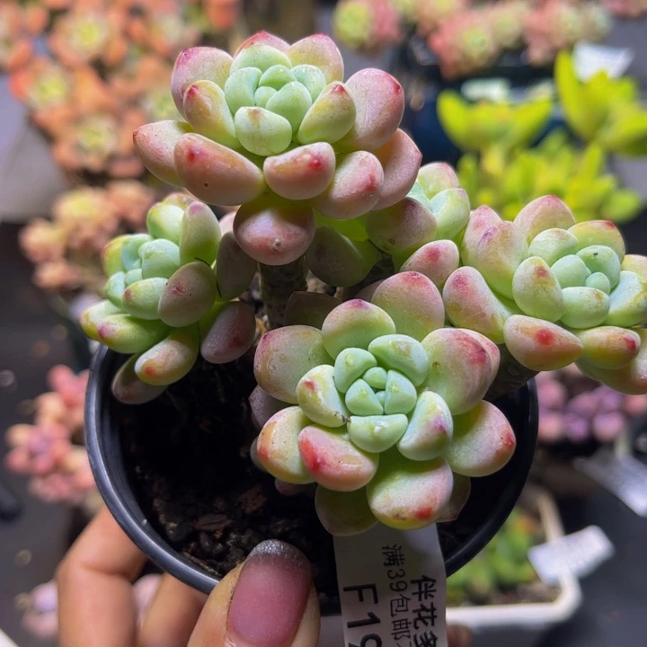 白罗琦198/8cm多肉