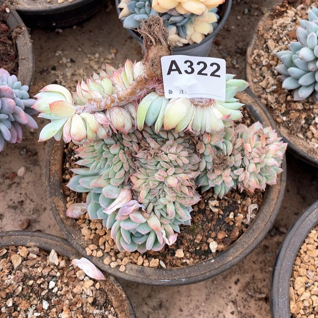 格***文322多肉植物多肉植物