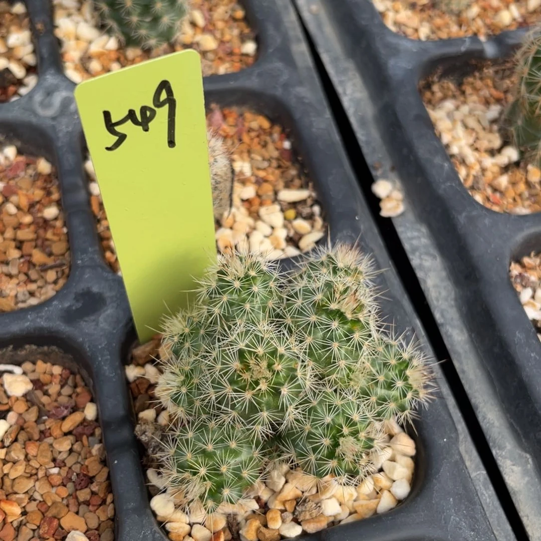 白花折墨群实生仙人球