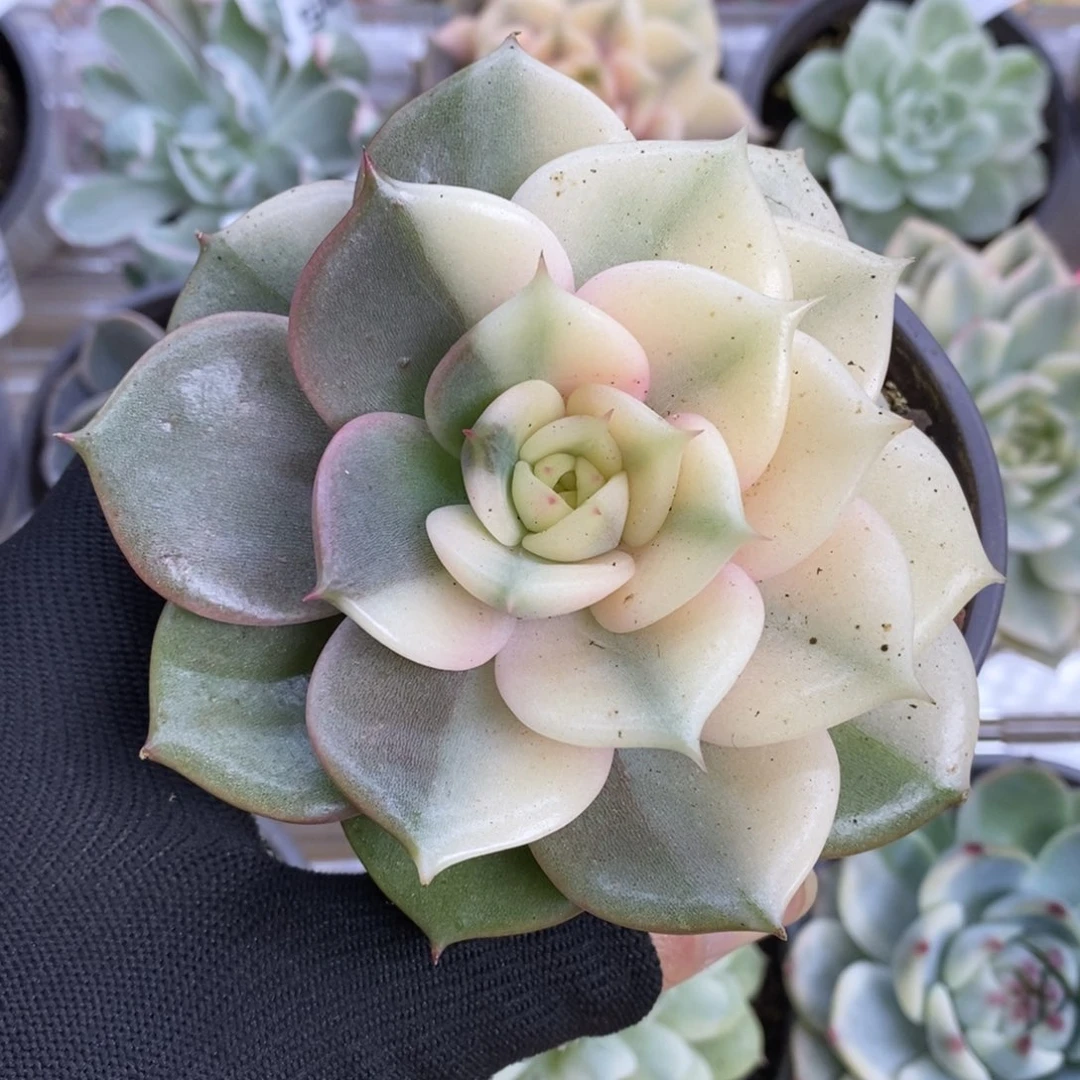 554覆轮贝加尔湖锦锦锦锦锦