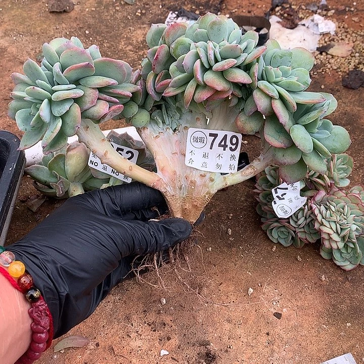 天鹅绒缀化  非偏远38包邮 节后发