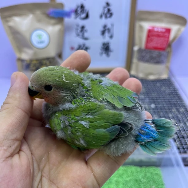 牡丹鹦鹉-绿桃公F60942