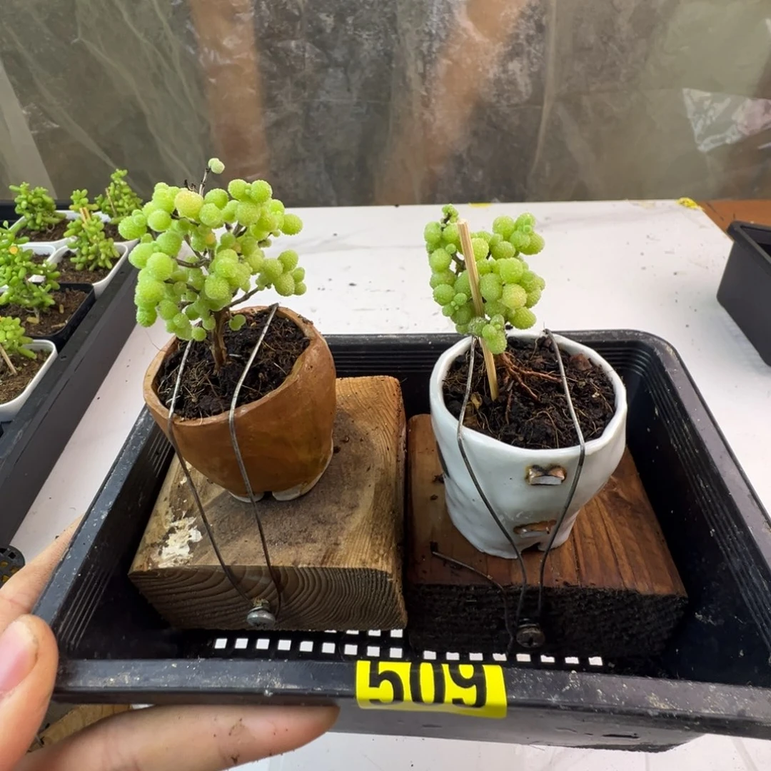 白***鸣枝干番杏多肉植物509