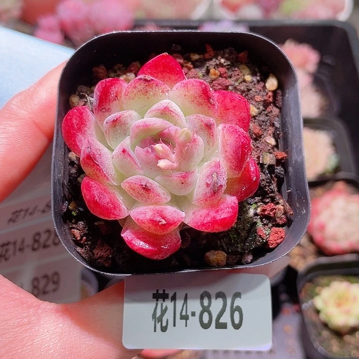 花利美14-826彼岸花