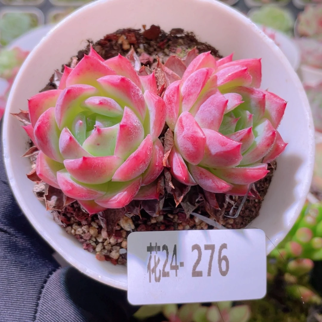 花利美24-276孤星