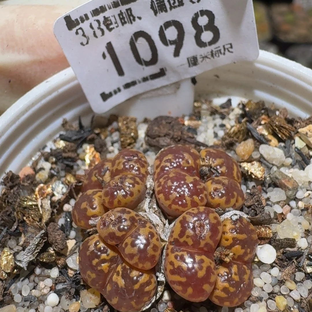 Ssss精品生石花1098