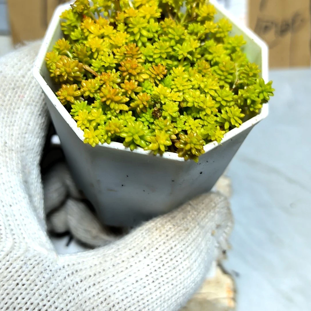 满9元包邮，黄金草八角盆