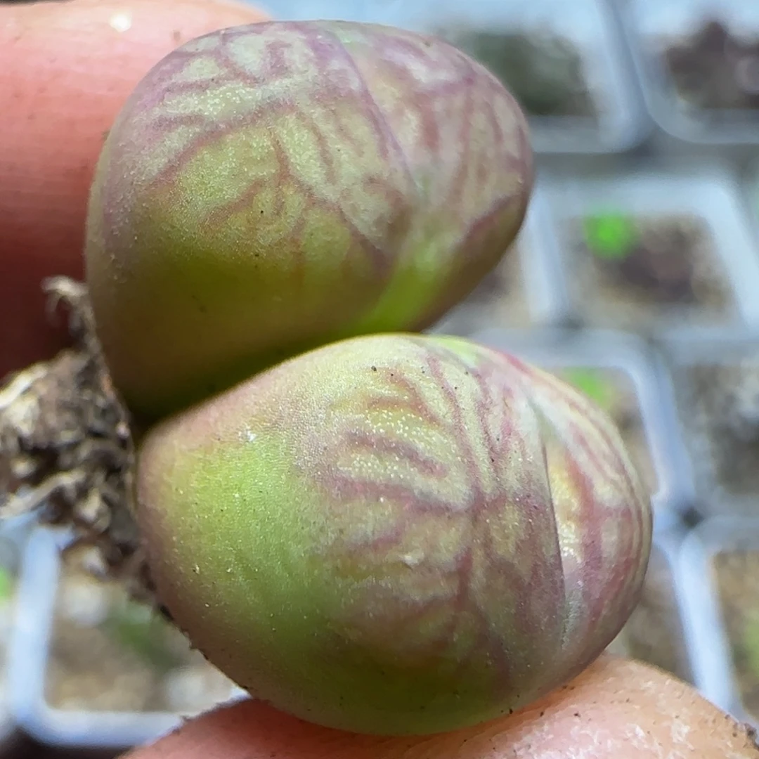 杂交漂亮多肉植物6