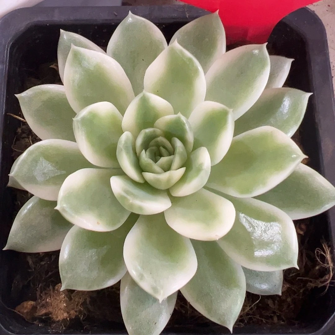 不开花植物冰岛长茶锦多肉植物