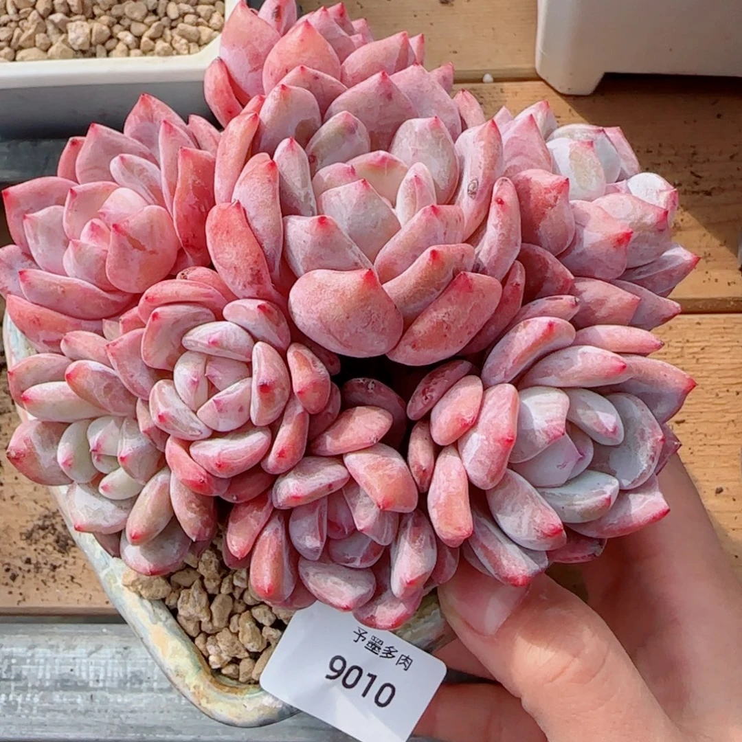 星影群，9010多肉植物