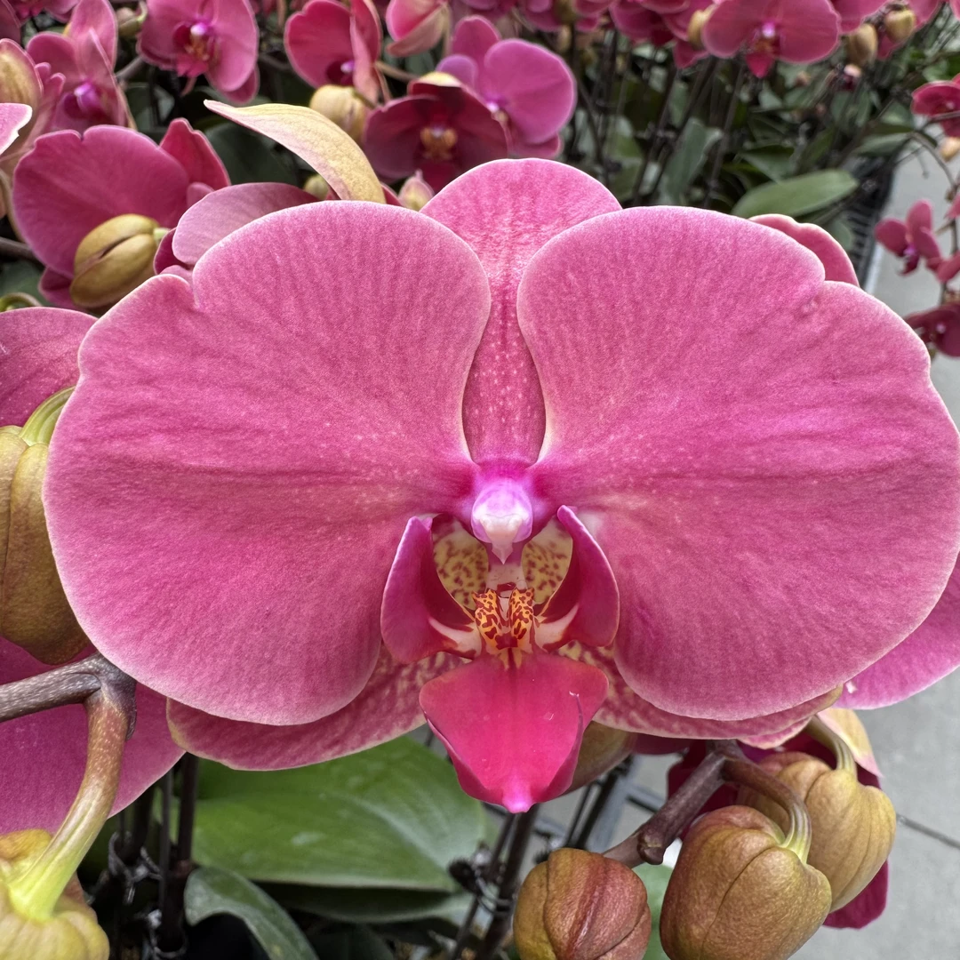A16【砂糖橘】中花型带花苞送花盆花期长