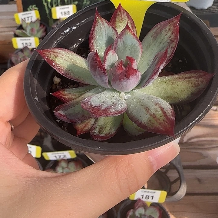155 惊鸿仙子多肉植物